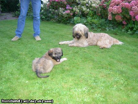 Gos d´Atura Català Hunde Foto 14726 Gos d´Atura Català Rico en Donna