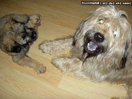 Gos d´Atura Català Hunde Foto 14727 Gos d´Atura Català Rico en Donna