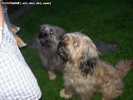 Gos d´Atura Català Hunde Foto 25088 in höherer Auflösung ansehen Gos d´Atura Català Dschowo's Rico und Abril de Fogars de Montclus