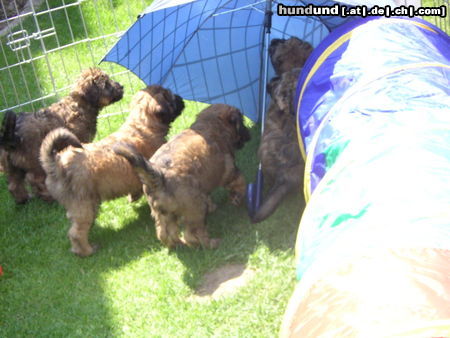 Gos d´Atura Català Hunde Foto 24643 in höherer Auflösung ansehen Gos d´Atura Català wir sind neugierig