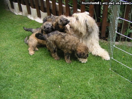 Gos d´Atura Català Hunde Foto 24647 in höherer Auflösung ansehen Gos d´Atura Català Berta's Welpen 2005