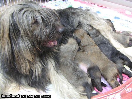 Gos d´Atura Català Hunde Foto 24646 in höherer Auflösung ansehen Gos d´Atura Català Shila\'s Welpen 2005