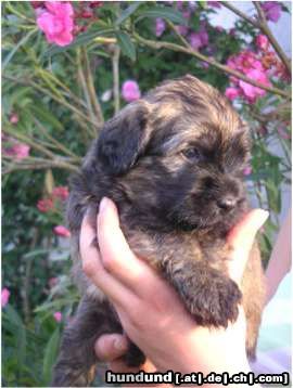 Gos d´Atura Català Hunde Foto 24020 in höherer Auflösung ansehen Gos d´Atura Català Unser Gos d\' Atura Català Welpe 2005 4 Wochen alt