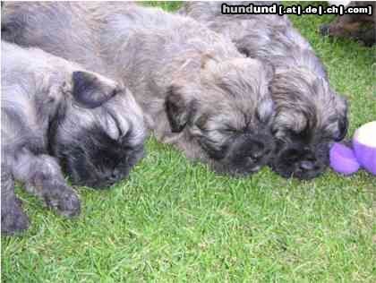 Gos d´Atura Català Hunde Foto 24027 in höherer Auflösung ansehen Gos d´Atura Català Unsere Gos d\\\' Atura Català Welpe 2005 4 Wochen alt