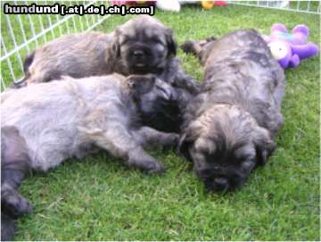 Gos d´Atura Català Hunde Foto 24028 in höherer Auflösung ansehen Gos d´Atura Català Unsere Gos d\\\\\\\' Atura Català Welpe 2005 4 Wochen alt