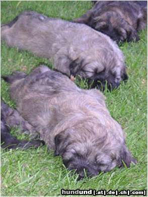 Gos d´Atura Català Hunde Foto 24023 in höherer Auflösung ansehen Gos d´Atura Català Unser Gos d' Atura Català Welpe 2005 4 Wochen alt