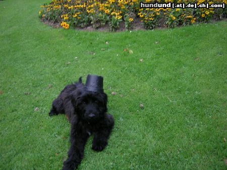 Gos d´Atura Català Hunde Foto 14754 Gos d´Atura Català Paula 16 Wochen