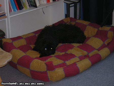 Gos d´Atura Català Hunde Foto 14753 Gos d´Atura Català Paula 16 Wochen
