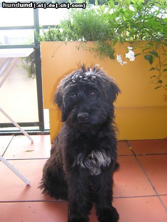 Gos d´Atura Català Hunde Foto 15177 Gos d´Atura Català