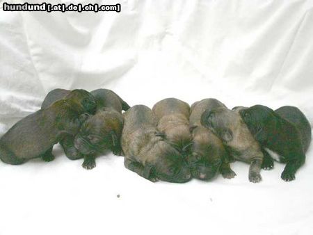 Gos d´Atura Català Hunde Foto 11923 Gos d´Atura Català Puppies Dschowos Rico und Guapa de Marotte