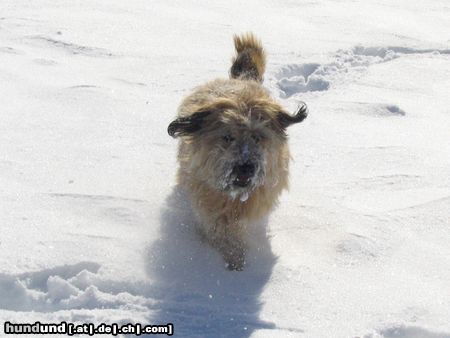 Gos d´Atura Català Hunde Foto 22600 Gos d´Atura Català ein neues Foto von Ronja aus Kreta, jetzt 2 J. alt