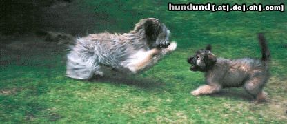 Gos d´Atura Català Hunde Foto 11885 Gos d´Atura Català Tierra en Noa