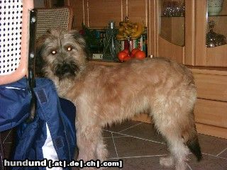 Gos d´Atura Català Hunde Foto 8274 Gos d´Atura Català Ronja von Kreta, 7 Monate, Gos D ' Atura - Mix???