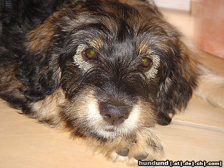 Gos d´Atura Català Hunde Foto 25265 in höherer Auflösung ansehen Gos d´Atura Català Pause für Wilma, 10 Wochen alt