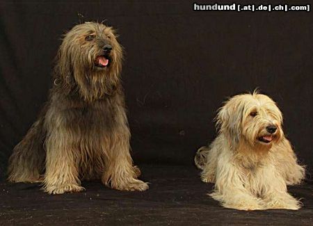 Gos d´Atura Català Hunde Foto 25587 in höherer Auflösung ansehen Gos d´Atura Català Multi Champion Boniton Chico und Berta