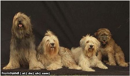 Gos d´Atura Català Hunde Foto 25588 in höherer Auflösung ansehen Gos d´Atura Català Multi Champion Boniton Chico und Berta