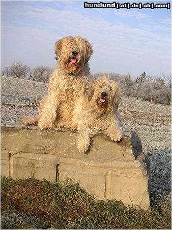 Gos d´Atura Català Hunde Foto 17885 in höherer Auflösung ansehen Gos d´Atura Català Ch. Brown Bruxia vom Neckar Odenwald und Berta
