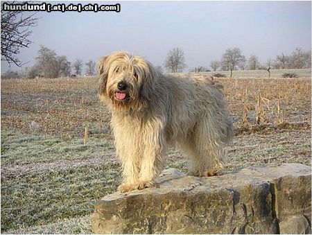 Gos d´Atura Català Hunde Foto 17886 in höherer Auflösung ansehen Gos d´Atura Català Berta Bild vom Januar 2005