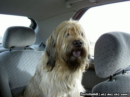 Gos d´Atura Català Hunde Foto 11870 Gos d´Atura Català Dschowo's Rico