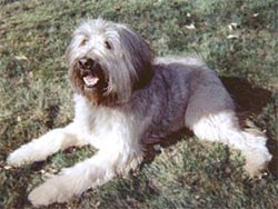 Gos d´Atura Català Hunde Foto 80 Gos d´Atura Català
