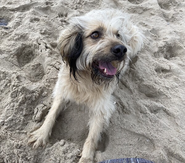 Gos d´Atura Català Connor,6, am Strand in Holland 