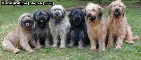 Gos d´Atura Català Hunde Foto 7960 Gos d´Atura Català Dschowo's Gos d'Atura Gruppe