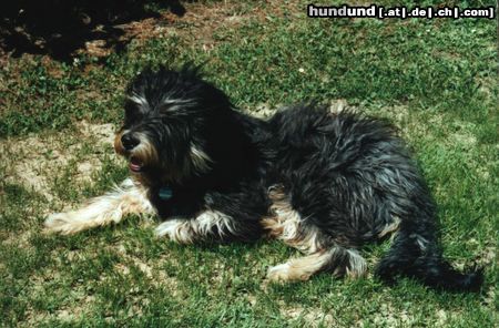 Gos d´Atura Català Hunde Foto 17058 in höherer Auflösung ansehen Gos d´Atura Català Iloscha de Marotte