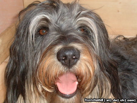 Gos d´Atura Català Hunde Foto 25263 in höherer Auflösung ansehen Gos d´Atura Català loscha de marotte