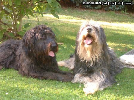 Gos d´Atura Català Hunde Foto 17096 Gos d´Atura Català Iloscha de Marotte und Ares de palla granja (Mutter und Sohn9