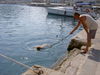 Gos d´Atura Català Foto: Rico in Griechenland (Ithaka) (ID 24228) Gos d´Atura Català Hund