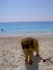 Gos d´Atura Català Foto: Rico in Griechenland (Lefkada) (ID 24226) Gos d´Atura Català Hund
