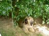 Gos d´Atura Català Foto: Dshowo's Rico (ID 17237) Gos d´Atura Català Hund