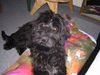 Gos d´Atura Català Foto: Komm steh auf, ich will Action (ID 18644) Gos d´Atura Català Hund
