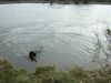 Gos d´Atura Català Foto: Wasserratte (ID 19657) Gos d´Atura Català Hund