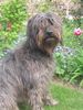 Gos d´Atura Català Foto: Luna( Moon de Marotte )mit 20 Monaten (ID 12313) Gos d´Atura Català Hund