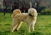 Gos d´Atura Català Foto: My dog Canela in the park (ID 13044) Gos d´Atura Català Hund