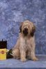 Gos d´Atura Català Foto: Dschowo's Rico (ID 11868) Gos d´Atura Català Hund