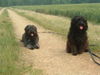 Gos d´Atura Català Foto: Ares und Adura de palla granja (ID 42216) Gos d´Atura Català Hund