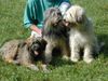 Gos d´Atura Català Foto: drei tolle Gos d' Atura Català (ID 7899) Gos d´Atura Català Hund