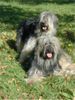 Gos d´Atura Català Foto: zwei typische Vertreterin der Rasse (ID 3878) Gos d´Atura Català Hund