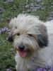Gos d´Atura Català Foto: Berta eine typische Vertreterin der Rasse (ID 3879) Gos d´Atura Català Hund