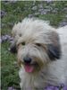 Gos d´Atura Català Foto: Berta eine typische Vertreterin der Rasse (ID 1564) Gos d´Atura Català Hund