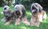 Gos d´Atura Català Foto: Dschowo's Gos d'Atura Gruppe (ID 7961) Gos d´Atura Català Hund