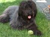 Gos d´Atura Català Foto: Merle (Ossiris de Marotte) (ID 23407) Gos d´Atura Català Hund