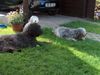 Gos d´Atura Català Foto: Gos DÁtura Merle (ID 23267) Gos d´Atura Català Hund