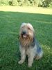 Gos d´Atura Català Foto: Rambo (ID 16151) Gos d´Atura Català Hund