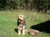 Gos d´Atura Català Foto: Rambo unser Gos d´atura (ID 16152) Gos d´Atura Català Hund