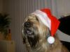 Gos d´Atura Català Foto: Dschowo's Rico (ID 11925) Gos d´Atura Català Hund
