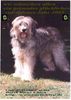 Gos d´Atura Català Foto: Gos d Atura Welpe (ID 17892) Gos d´Atura Català Hund