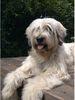 Gos d´Atura Català Foto: Unser Gos d' Atura Català (ID 12982) Gos d´Atura Català Hund